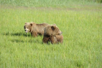 2 Brown Bear, Cubs-063018-Lake Clark National Park, AK-#0938.JPG