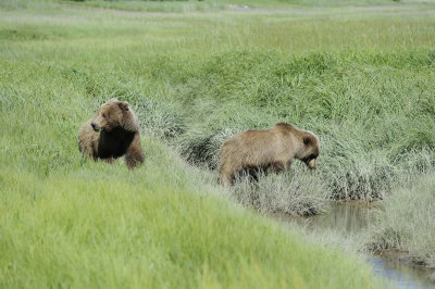 2 Brown Bear, Cubs-063018-Lake Clark National Park, AK-#2060.JPG