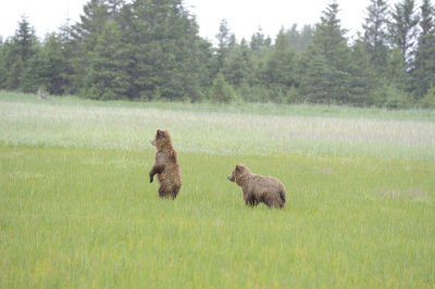 2 Brown Bear, Cubs-063018-Lake Clark National Park, AK-#3404.JPG