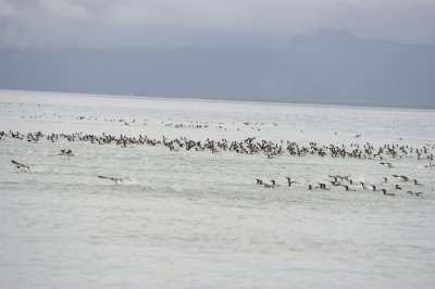 Birds at Sea-062918-Lake Clark National Park, AK-#1377.JPG