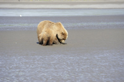 Brown Bear Clamming, Low Tide-063018-Lake Clark National Park, AK-#0332.JPG