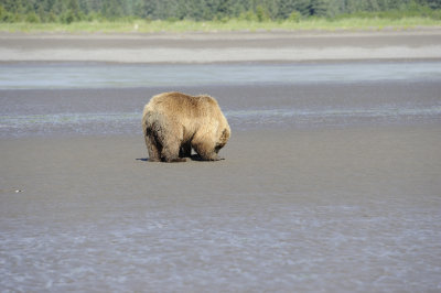 Brown Bear Clamming, Low Tide-063018-Lake Clark National Park, AK-#0341.JPG