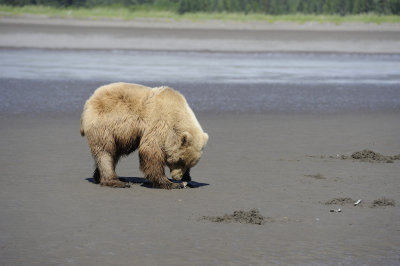 Brown Bear Clamming, Low Tide-063018-Lake Clark National Park, AK-#1863.JPG