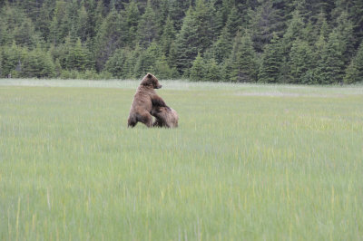 Brown Bear, 2 fighting-062718-Lake Clark National Park, AK-#2946.JPG
