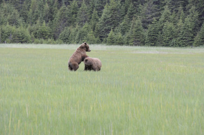 Brown Bear, 2 fighting-062718-Lake Clark National Park, AK-#2947.JPG