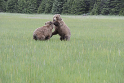 Brown Bear, 2 fighting-062718-Lake Clark National Park, AK-#2978.JPG