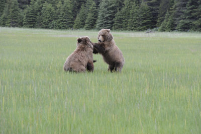 Brown Bear, 2 fighting-062718-Lake Clark National Park, AK-#2979.JPG