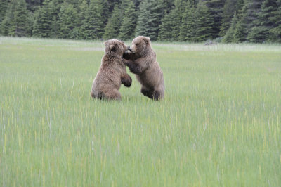 Brown Bear, 2 fighting-062718-Lake Clark National Park, AK-#2980.JPG