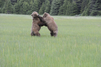 Brown Bear, 2 fighting-062718-Lake Clark National Park, AK-#2983.JPG