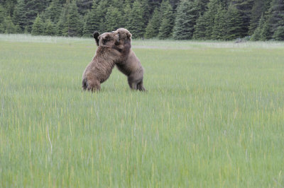 Brown Bear, 2 fighting-062718-Lake Clark National Park, AK-#2991.JPG