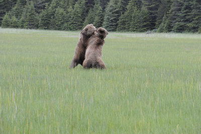 Brown Bear, 2 fighting-062718-Lake Clark National Park, AK-#2995.JPG