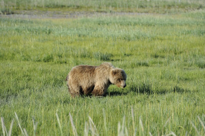 Brown Bear, 063018-Lake Clark National Park, AK-#0086.JPG
