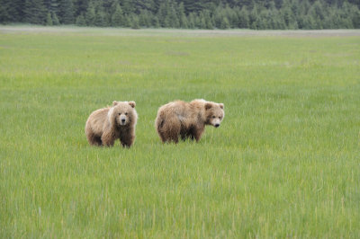 Brown Bear, 2 Cubs-062718-Lake Clark National Park, AK-#2735.JPG