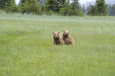 Brown Bear, 2 Cubs-062718-Lake Clark National Park, AK-#2825.JPG
