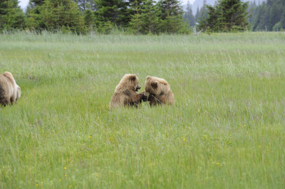 Brown Bear, 2 Cubs-062718-Lake Clark National Park, AK-#2832.JPG