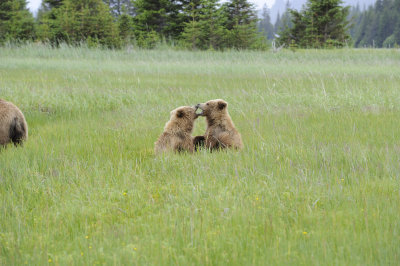 Brown Bear, 2 Cubs-062718-Lake Clark National Park, AK-#2836.JPG