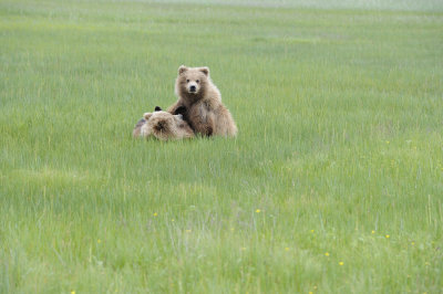 Brown Bear, 2 Cubs-062718-Lake Clark National Park, AK-#2845.JPG