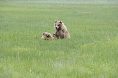 Brown Bear, 2 Cubs-062718-Lake Clark National Park, AK-#2853.JPG