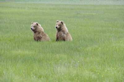 Brown Bear, 2 Cubs-062718-Lake Clark National Park, AK-#2862.JPG
