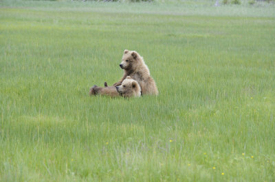 Brown Bear, 2 Cubs-062718-Lake Clark National Park, AK-#2877.JPG