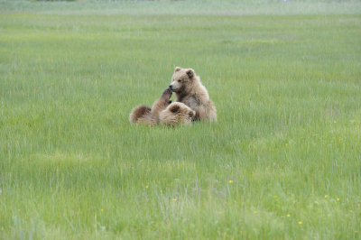 Brown Bear, 2 Cubs-062718-Lake Clark National Park, AK-#2890.JPG