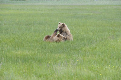 Brown Bear, 2 Cubs-062718-Lake Clark National Park, AK-#2891.JPG