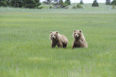 Brown Bear, 2 Cubs-062718-Lake Clark National Park, AK-#2906.JPG