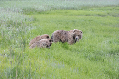 Brown Bear, 2 Cubs-062718-Lake Clark National Park, AK-#3718.JPG