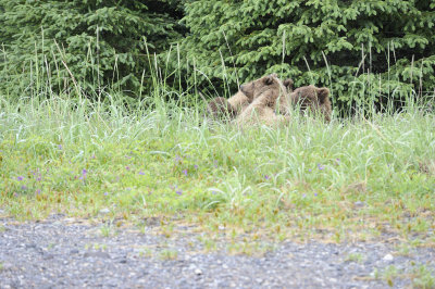Brown Bear, 2 Cubs-062818-Lake Clark National Park, AK-#3317.JPG
