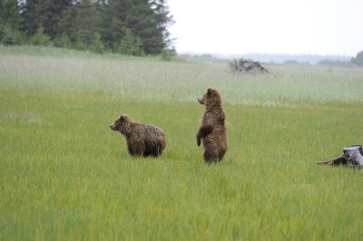 Brown Bear, 2 Cubs-062818-Lake Clark National Park, AK-#3387.JPG