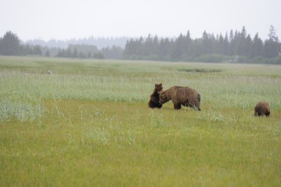 Brown Bear, 2 Cubs-062818-Lake Clark National Park, AK-#3441.JPG