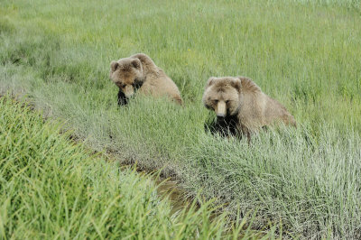 Brown Bear, 2 Cubs-063018-Lake Clark National Park, AK-#-4670.JPG