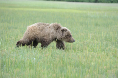 Brown Bear, Cub-062918-Lake Clark National Park, AK-#1161.JPG