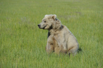 Brown Bear, Cub-062918-Lake Clark National Park, AK-#1470.JPG