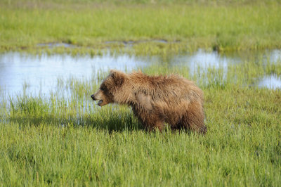 Brown Bear, Cub-063018-Lake Clark National Park, AK-#0589.JPG