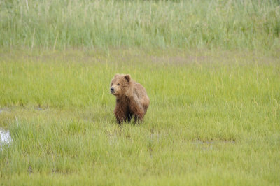 Brown Bear, Cub-063018-Lake Clark National Park, AK-#0815.JPG