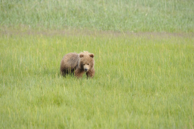Brown Bear, Cub-063018-Lake Clark National Park, AK-#0840.JPG