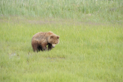 Brown Bear, Cub-063018-Lake Clark National Park, AK-#0848.JPG