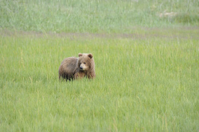 Brown Bear, Cub-063018-Lake Clark National Park, AK-#0864.JPG