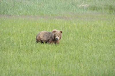 Brown Bear, Cub-063018-Lake Clark National Park, AK-#0871.JPG