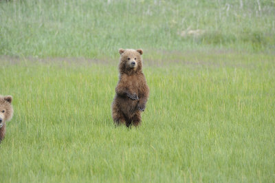 Brown Bear, Cub-063018-Lake Clark National Park, AK-#0884.JPG