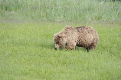 Brown Bear, Cub-063018-Lake Clark National Park, AK-#0900.JPG