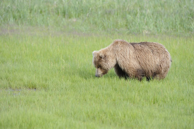 Brown Bear, Cub-063018-Lake Clark National Park, AK-#0909.JPG