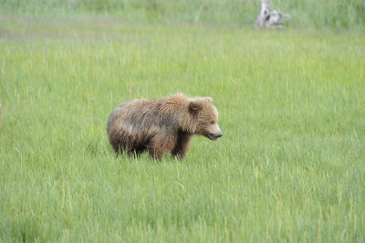 Brown Bear, Cub-063018-Lake Clark National Park, AK-#0913.JPG