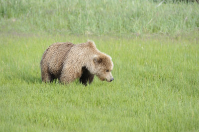 Brown Bear, Cub-063018-Lake Clark National Park, AK-#0926.JPG