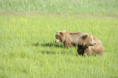 Brown Bear, Cub-063018-Lake Clark National Park, AK-#0935.JPG
