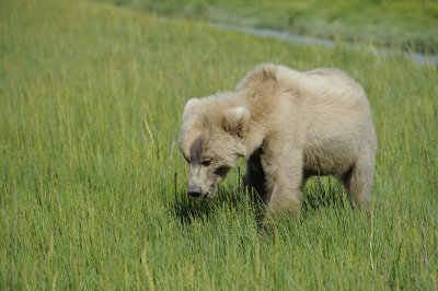 Brown Bear, Cub-063018-Lake Clark National Park, AK-#1422.JPG