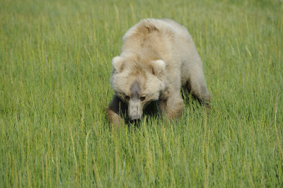 Brown Bear, Cub-063018-Lake Clark National Park, AK-#1423.JPG