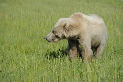 Brown Bear, Cub-063018-Lake Clark National Park, AK-#1429.JPG