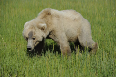 Brown Bear, Cub-063018-Lake Clark National Park, AK-#1432.JPG